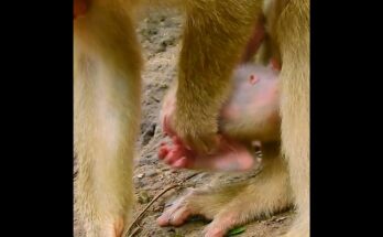 Small baby monkey Floren sitting on forest ground crying softly while his mother Flora remains nearby among ancient trees