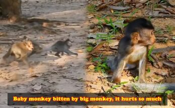 Baby macaque sitting alone on a tree branch in the Angkor Wat forest while other young monkeys approach nearby.
