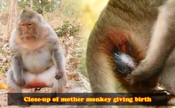 Mother monkey gently holding her newborn baby moments after birth on a tree branch in the Angkor forest.