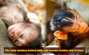 Newborn monkey resting against his mother while nursing beneath the trees of the Angkor Wat forest.