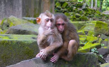 Baila, a small monkey, gently holding Baby Tinky close while both are wet and resting in a patch of dry leaves in the Angkor Wat forest.