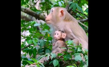 Baby macaque clinging happily to mother in Angkor Wat forest after brief separation.