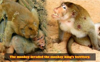 Young male monkey confronting the troop leader beneath the trees of the Angkor forest.