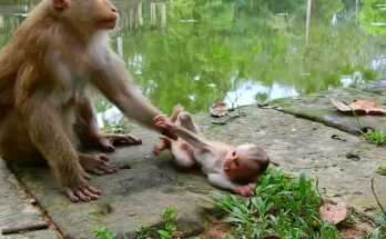 Baby monkey, still wet from swimming, nursing quietly in his mother’s arms beneath trees near Angkor Wat.