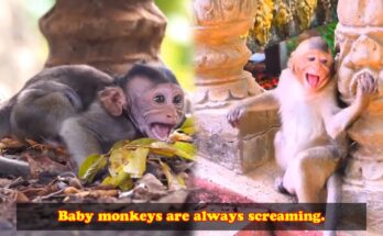 Baby macaque calling loudly from a tree branch in the Angkor Wat forest while looking for its mother.