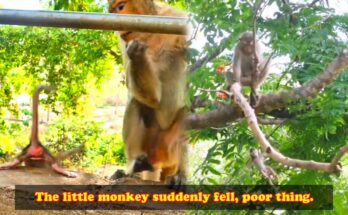 Baby macaque resting on the forest floor after a small fall near a fence in the Angkor Wat forest.