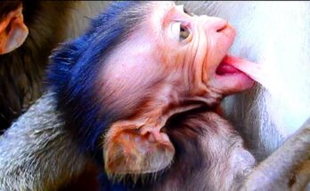 Older baby monkey looking confused while mother cradles newborn in Angkor Wat forest.