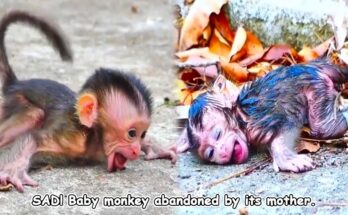 Baby monkey sitting against mossy temple stone, gently holding its own tiny finger to its mouth.