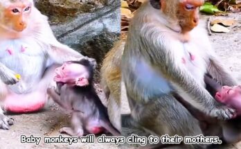 A small young monkey clinging closely to its mother’s chest in a tranquil forest clearing near Angkor Wat.