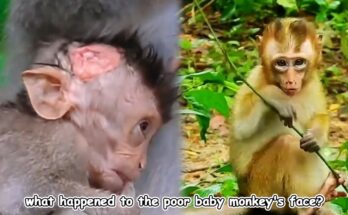 Young macaque with gentle, lightly marked face peering at camera among green foliage.