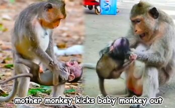 A small monkey baby sits alone on a mossy rock in a tropical forest.