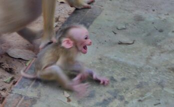 Baby lynx curled at Lucy the monkey’s feet in the Angkor Wat forest.