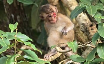 Baby monkey hesitating on a tree branch while its mother watches nearby in the Angkor forest