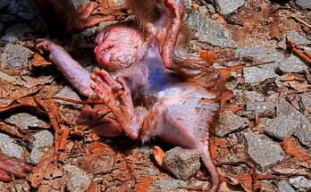 Newborn monkey clinging to its mother in the Angkor forest, gently searching for milk in early morning light.