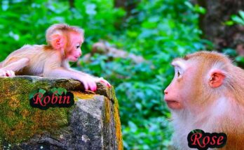 A baby monkey named Luno taking a small first step while Rose gently watches in the peaceful Angkor Wat forest.