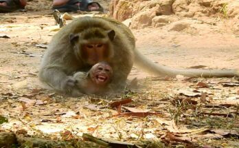 Young macaque Luki reaching toward a smaller baby monkey during a tense moment in the Angkor Wat forest.