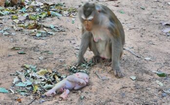 Baby monkey Levy lying on forest ground while learning to walk, with mother gently watching nearby in Angkor Wat.
