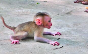 Baby monkey Luna taking her first steps carefully beside her mother in the Angkor Wat forest