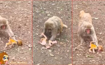 Mother monkey gently holding her baby while moving through the Angkor Wat forest at sunrise