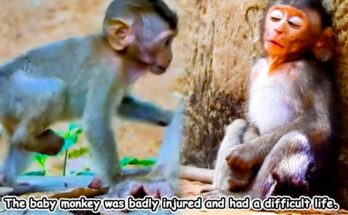 A young monkey in the Angkor forest carefully walking with a slight limp while others move ahead through the trees.