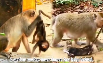 Mother monkey gently holding her baby on a tree branch in the Angkor forest during soft morning ligh
