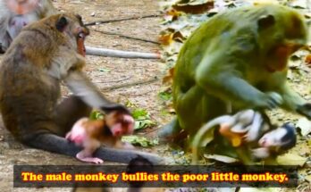 Mother monkey shielding her baby from a larger monkey in the Angkor forest