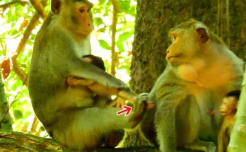 A small monkey sitting quietly on a stone in Angkor Wat forest while another monkey steps away, leaving it in peaceful solitude.