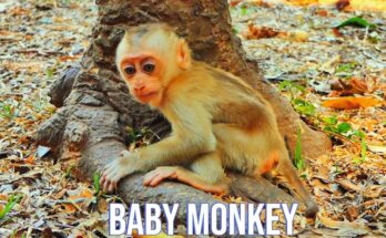 Baby monkey Jovi resting peacefully against Mama Joyce in the Angkor Wat forest