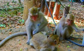 Playful baby monkey balancing on a low branch in the Angkor Wat forest during a sunny morning.
