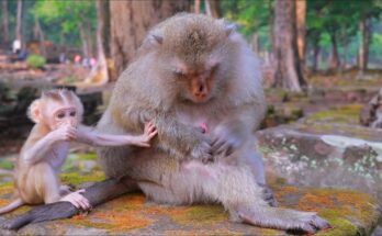 Baby monkey Boris resting peacefully in his mother Briana’s arms on a stone ledge in the Angkor forest.