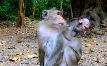 Baby monkey Amina sitting on the forest ground while her mother Anna gently looks into her face in Angkor Wat