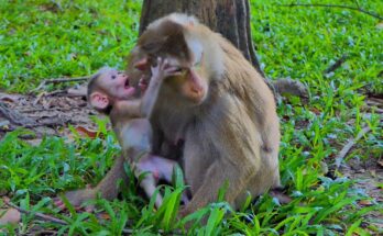 Baby monkey Lynx clinging to mother Luna after a small fall in the Angkor forest