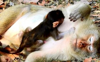 A tired mother monkey resting peacefully while her baby gently nurses in the calm Angkor forest.