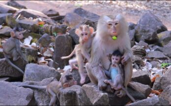 Baby monkey Boris gently exploring ancient temple stones under soft forest light in Angkor Wat.