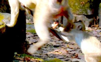 Young female monkey gently catching baby Jiva behind mother Jazzy on a tree branch in Angkor forest