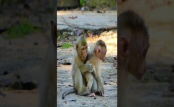 Baby monkey gently playing with a leaf under morning sunlight in Angkor forest