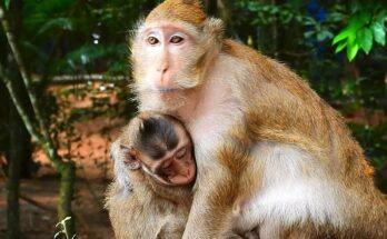 Young monkey resting at the base of a tree after a fall in Angkor Wat forest