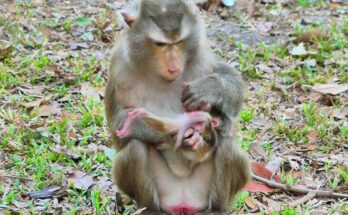 Newborn baby monkey nursing while mother gently checks its body in Angkor Wat forest