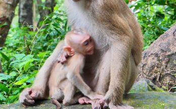Baby monkey Lily reaching toward her mother Libby in Angkor Wat forest while expressing a moment of emotional need and learning.
