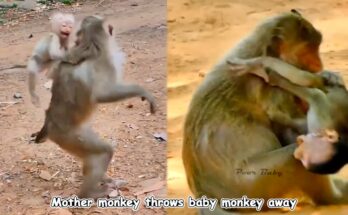 Mother monkey sitting apart on a banyan branch while two nearly grown young monkeys watch her in the Angkor Wat forest.
