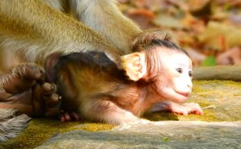 Young monkey Brindy carefully holding baby Benji while learning to comfort him in the Angkor Wat forest.