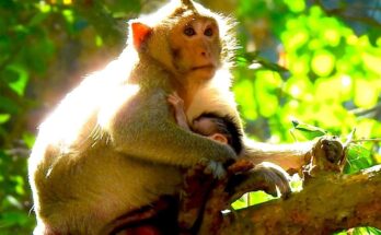 Jazzy gently hugging Baby Jiva as they rest together high in a tree in the Angkor Wat forest.