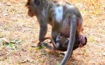 Mother monkey Ada gently weaning her baby while a nearby friend observes quietly in the peaceful Angkor Wat forest.