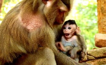 Baby monkey Brisco resting close to Grandma Cara in the quiet Angkor Wat forest canopy during a calm morning moment.