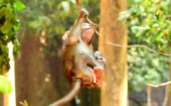 Baby monkey carefully climbing a tree branch in Angkor Wat forest with soft sunlight filtering through leaves.