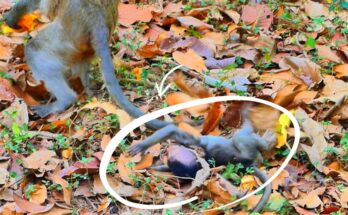 Baby monkey gently moving toward mother among ancient tree roots in Angkor Wat forest