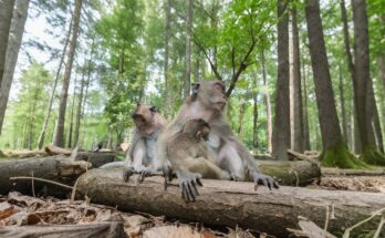 Young macaque gently eating banana under a banyan tree in Angkor Wat forest