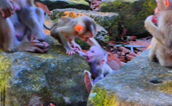 Young monkey gently sitting beside baby Levy after a small fall from a rock in the Angkor forest