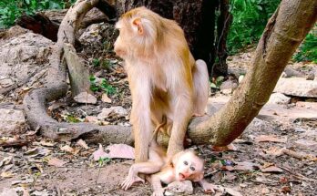 A tired mother monkey gently holding her weak baby close while resting on a tree branch in the Angkor Wat forest.