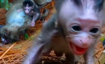 A baby monkey resting quietly beside his mother in a forest, surrounded by gentle dappled light